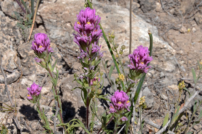 Exserted Indian Paintbrush is found in the southwestern United States in AZ, CA and NM. It is also native to Baja California. Castilleja exserta